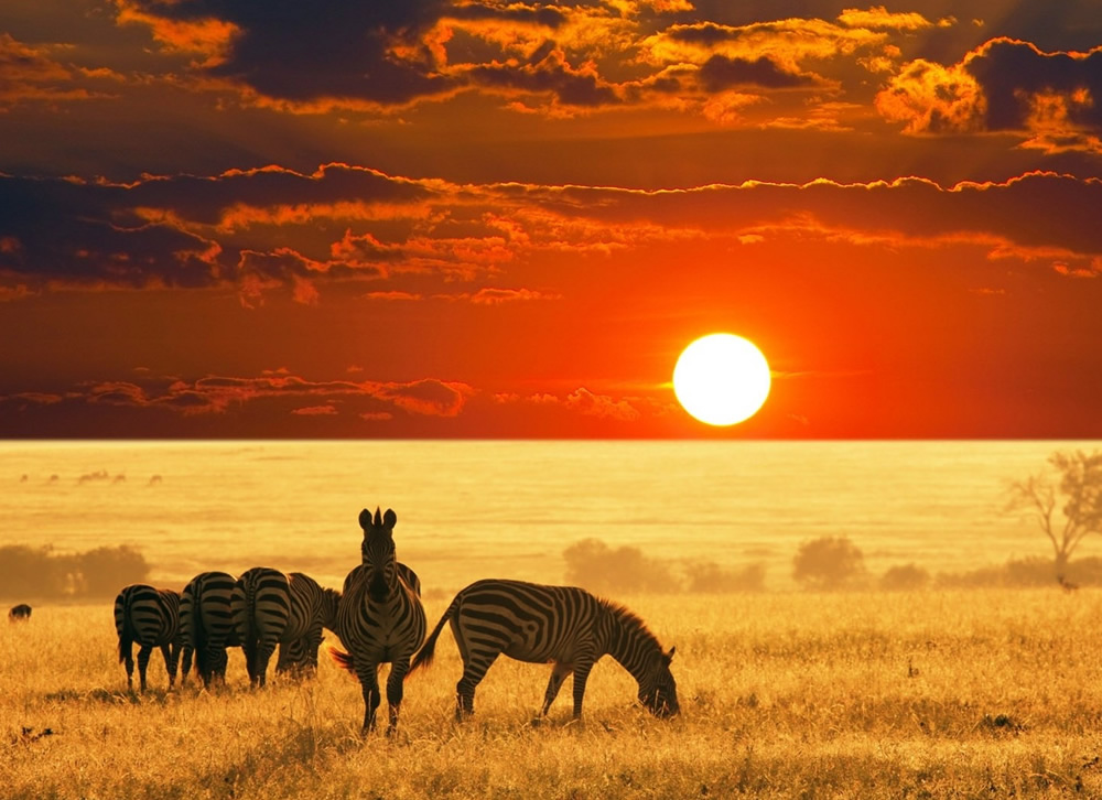 Discover Africa Like Never Before with Paza Adventure Africa