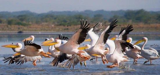 Paza Adventure Africa 10 Days Masai Mara, Lake Nakuru, Samburu, Sweetwaters, Treehotel & Amboseli Safari