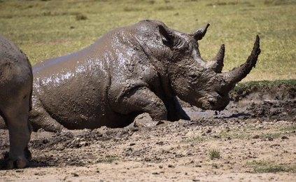 Paza Adventure Africa 10 Days Masai Mara, Lake Nakuru, Samburu, Sweetwaters, Treehotel & Amboseli Safari