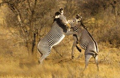 Paza Adventure Africa 21 Days Kenya Explored