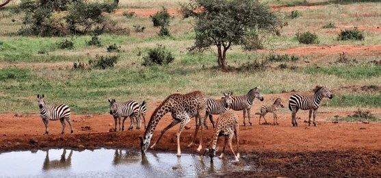 Paza Adventure Africa 21 Days Kenya Explored
