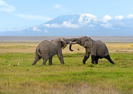 Paza Adventure Africa 3 Days Amboseli Wildelife Safari