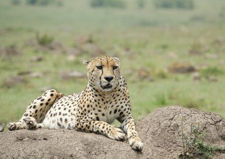 3 Days Masai Mara Budget Safari Package