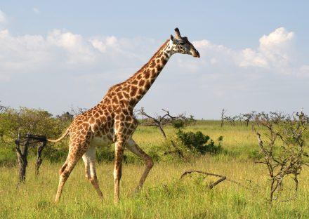 Paza Adventure Africa 3 Days Masai Mara Budget Safari Package