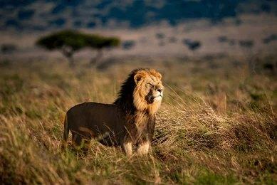 3 Days Masai Mara Flying Package Safari