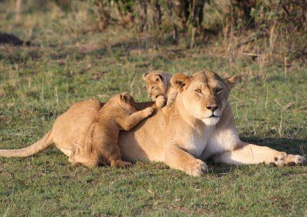 Paza Adventure Africa 3 Days Masai Mara Flying Package Safari