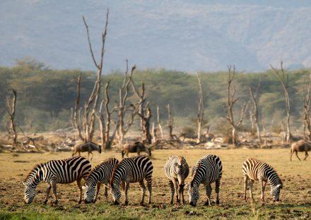 3 Days Ngorongoro & Lake Manyara Camping Safari