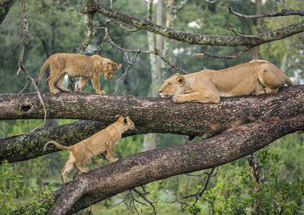 Paza Adventure Africa 3 Days Ngorongoro & Lake Manyara Camping Safari