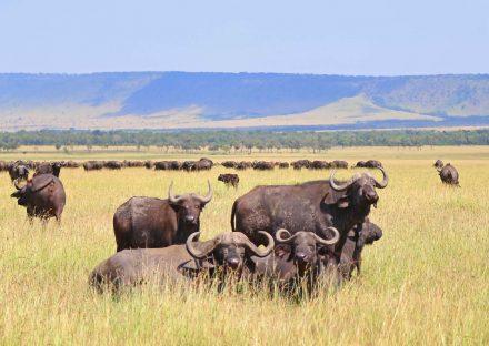 Paza Adventure Africa 3 Days Ngorongoro & Lake Manyara Camping Safari