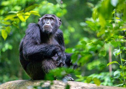 Paza Adventure Africa 3 Days Uganda Birding Tour Package