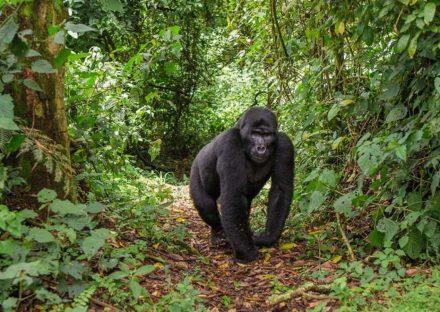 3 Days Uganda Gorilla Tracking Tour