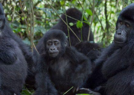 Paza Adventure Africa 3 Days Uganda Gorilla Tracking Tour