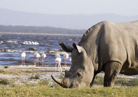 Paza Adventure Africa 4 Days Masai Mara & Lake Nakuru