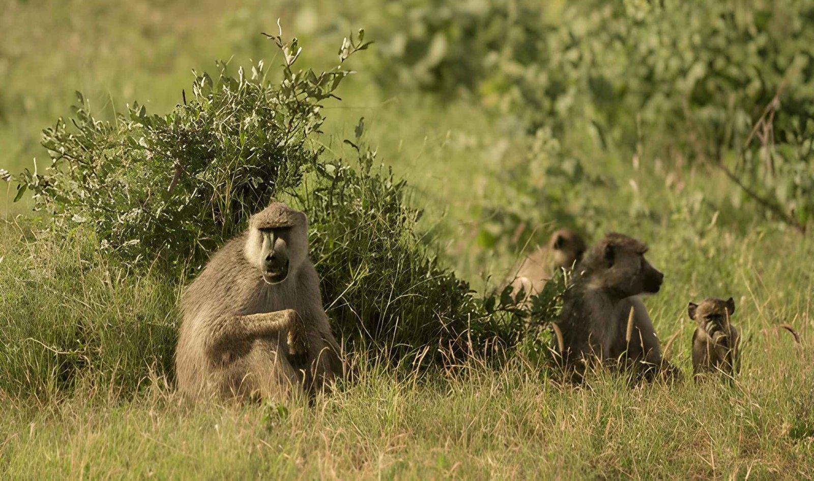 Paza Adventure Africa 4 Days Tsavo East Amboseli and Tsavo West Safari