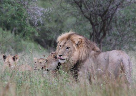 5 Days Lake Manyara, Ngorongoro & Tarangire Lodge Safari