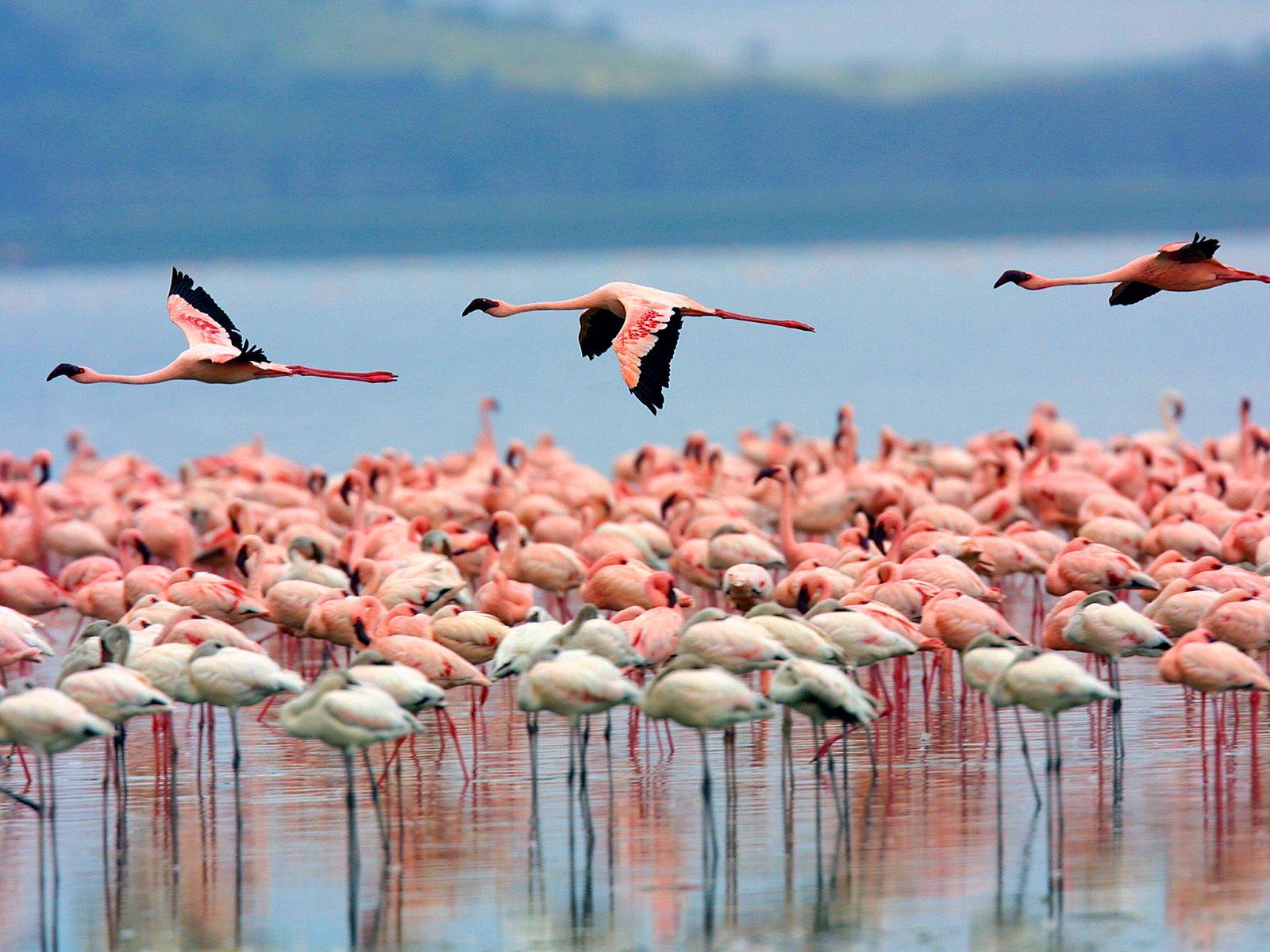 Paza Adventure Africa 5 days Masai Mara Lake Nakuru Naivasha hells gate