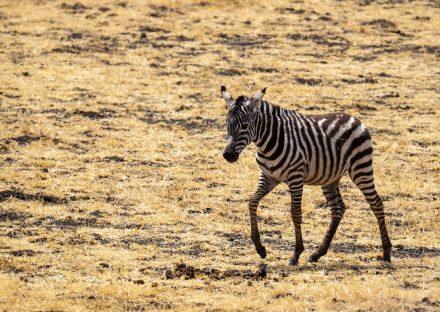 Paza Adventure Africa 6 Days Lake Manyara, Ngorongoro – Budget Adventure Tanzania