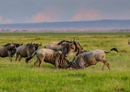 7 Days Manyara, Ngorongoro & Serengeti Lodge Safari