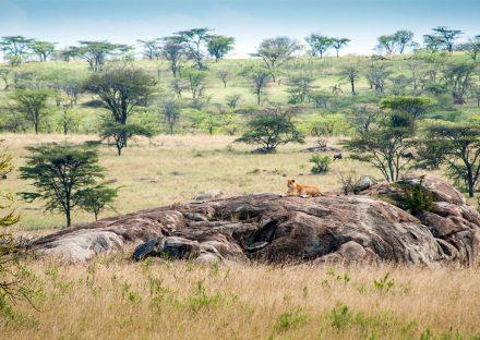 Paza Adventure Africa 7 Days Manyara, Ngorongoro & Serengeti Lodge Safari