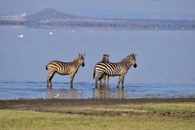 Paza Adventure Africa 8 Days Lake Manyara, Serengeti & Ngorongoro Crater Safari