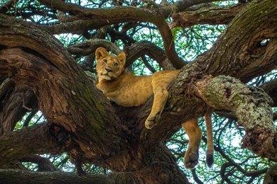Paza Adventure Africa 8 Days Lake Manyara, Serengeti & Ngorongoro Crater Safari