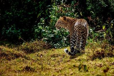 8 Days Masai Mara, Lake Nakuru, Samburu, Sweetwaters & Treehotel Safari