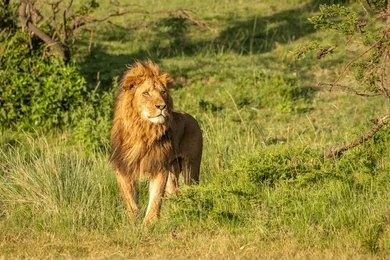 Paza Adventure Africa 8 Days Masai Mara, Lake Nakuru, Samburu, Sweetwaters & Treehotel Safari