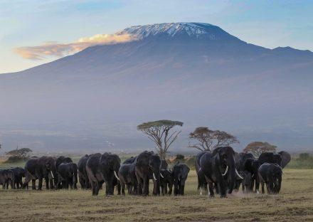 Amboseli National Park Day Trip from Nairobi – Full Safari
