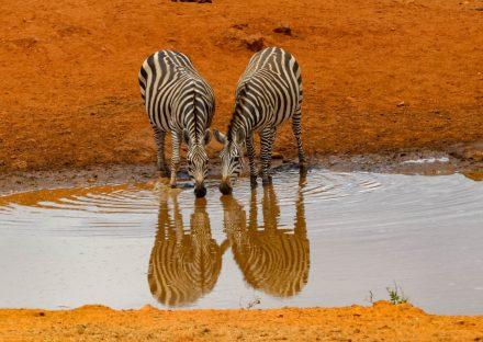 Paza Adventure Africa Amboseli National Park Day Trip from Nairobi – Full Safari