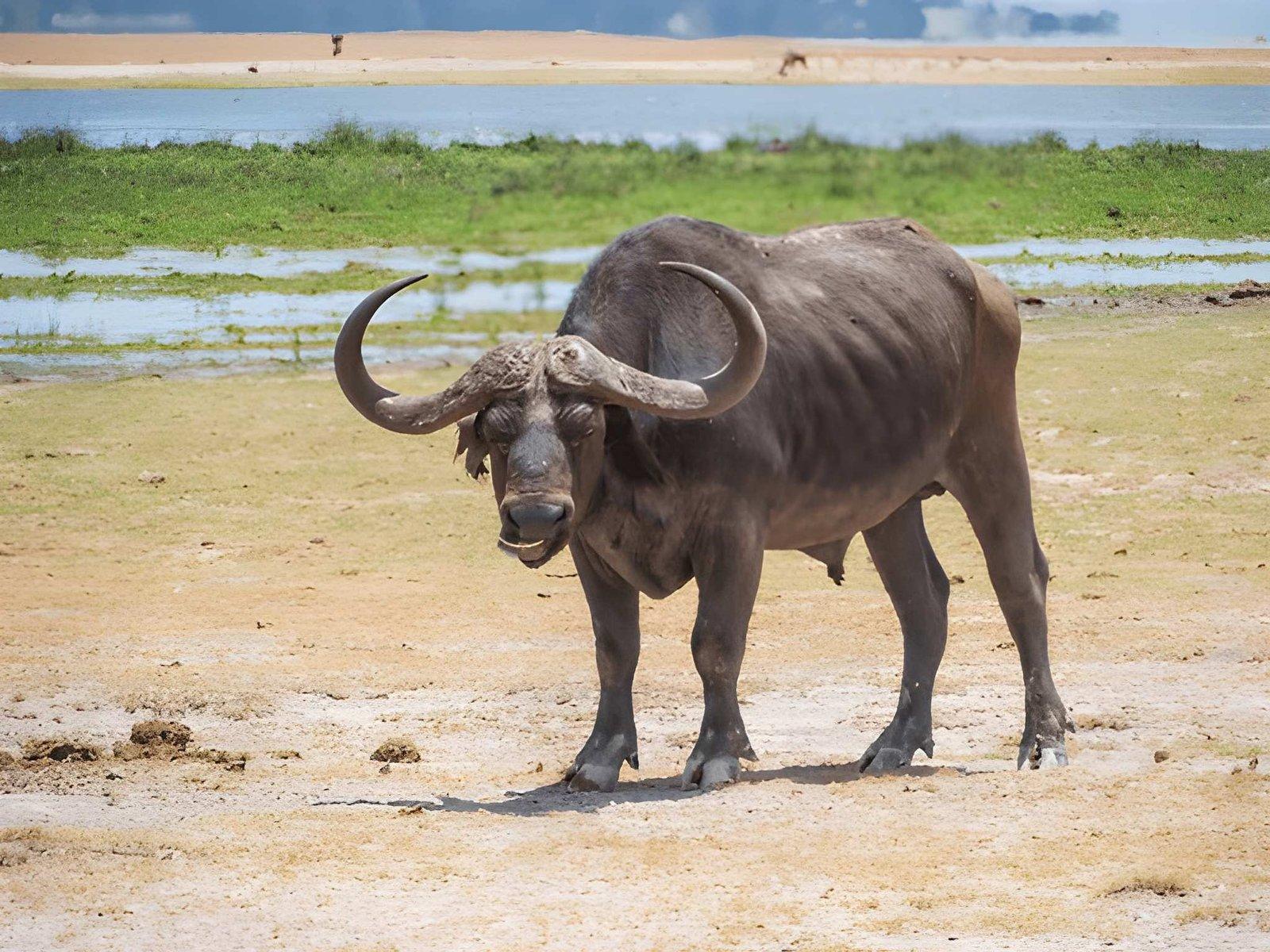 Paza Adventure Africa Amboseli National Park Day Trip from Nairobi – Full Safari