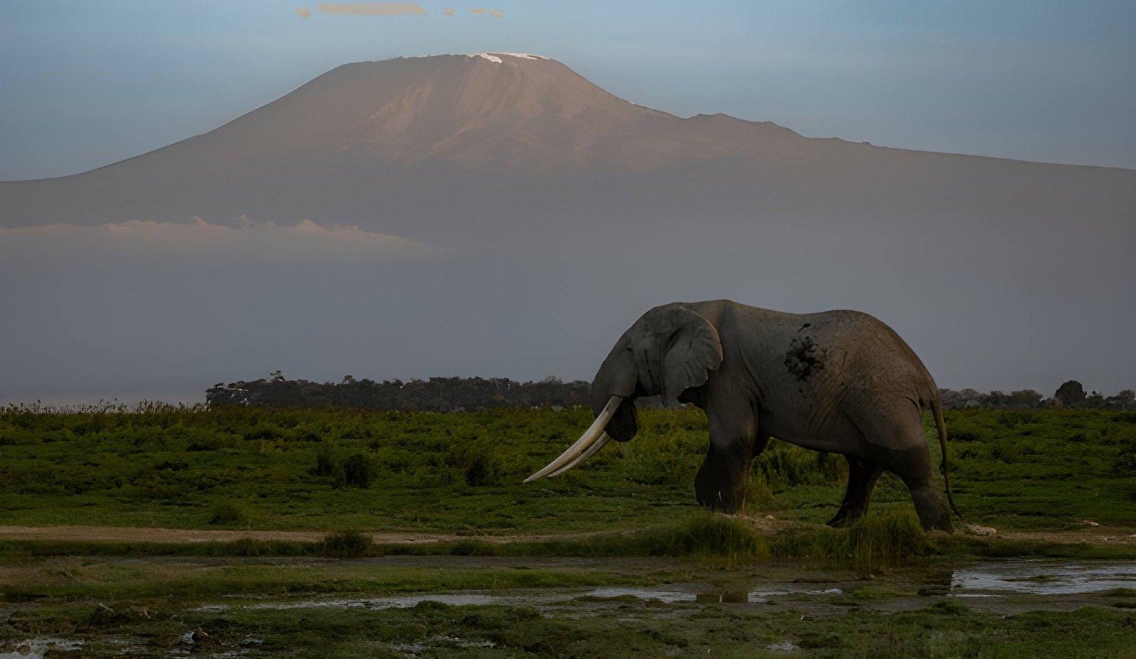 Paza Adventure Africa Amboseli National Park Day Trip from Nairobi – Full Safari
