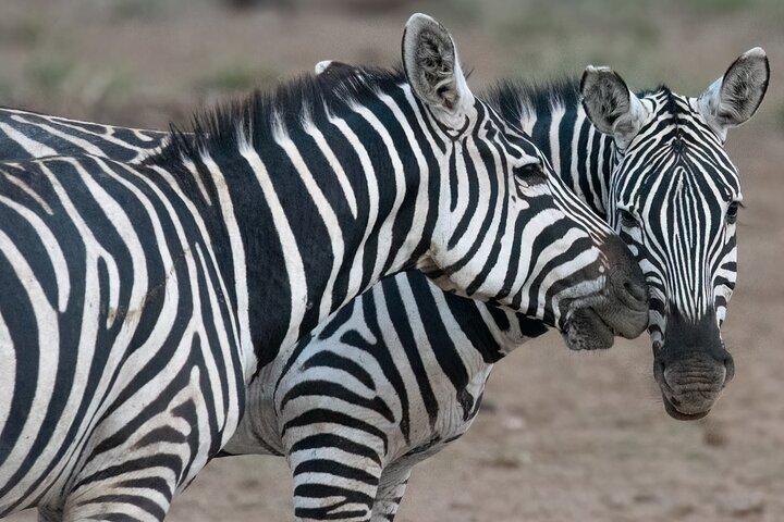 Day trip to Hells Gate National Park with boat ride on Lake Naivasha