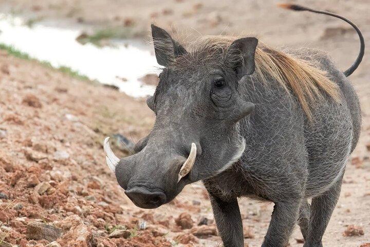 Paza Adventure Africa Day trip to Hells Gate National Park with boat ride on Lake Naivasha