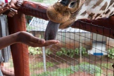 Karen Blixen Museum & Giraffe Center