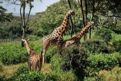 Paza Adventure Africa Karen Blixen Museum & Giraffe Center