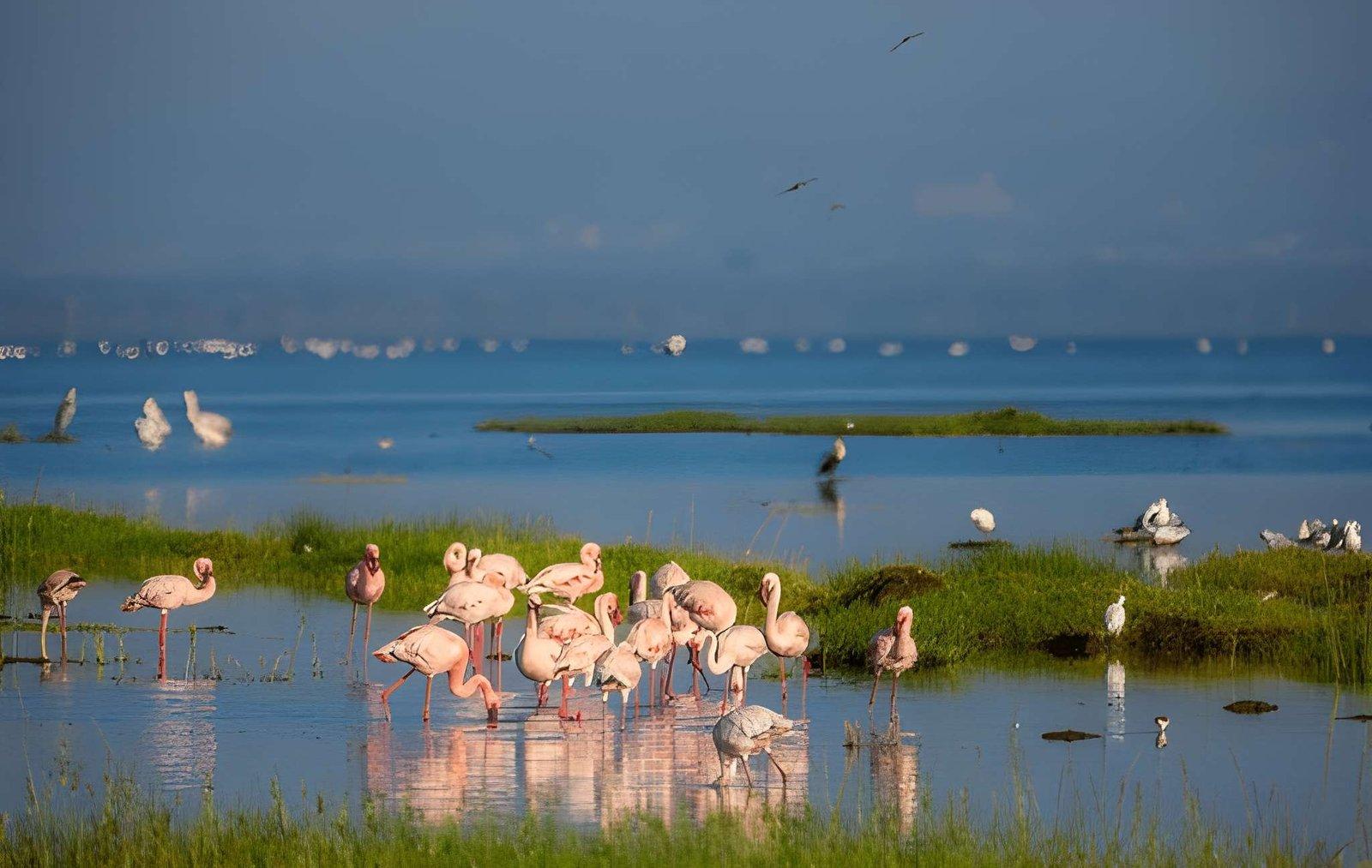 Paza Adventure Africa Lake Nakuru National Park Day Trip from Nairobi Safari