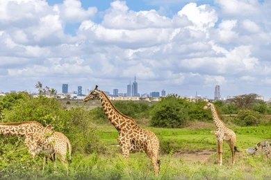 Paza Adventure Africa Nairobi National Park Daily