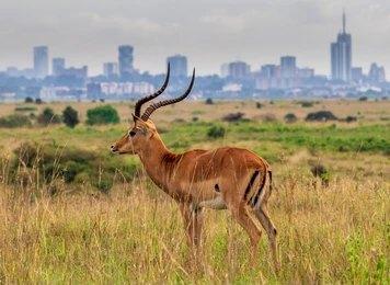 Paza Adventure Africa Nairobi National Park Daily