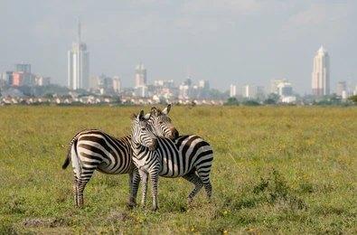 Paza Adventure Africa Nairobi National Park Daily
